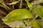 Pineland goldenaster